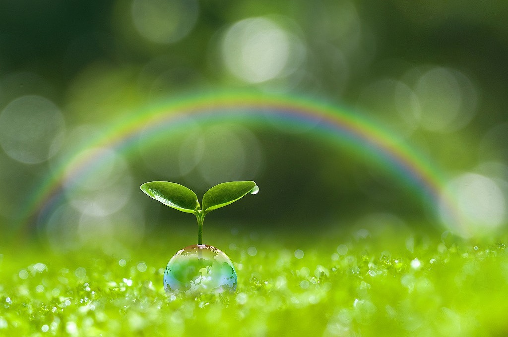 植物の芽と虹